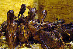 Oily pelicans